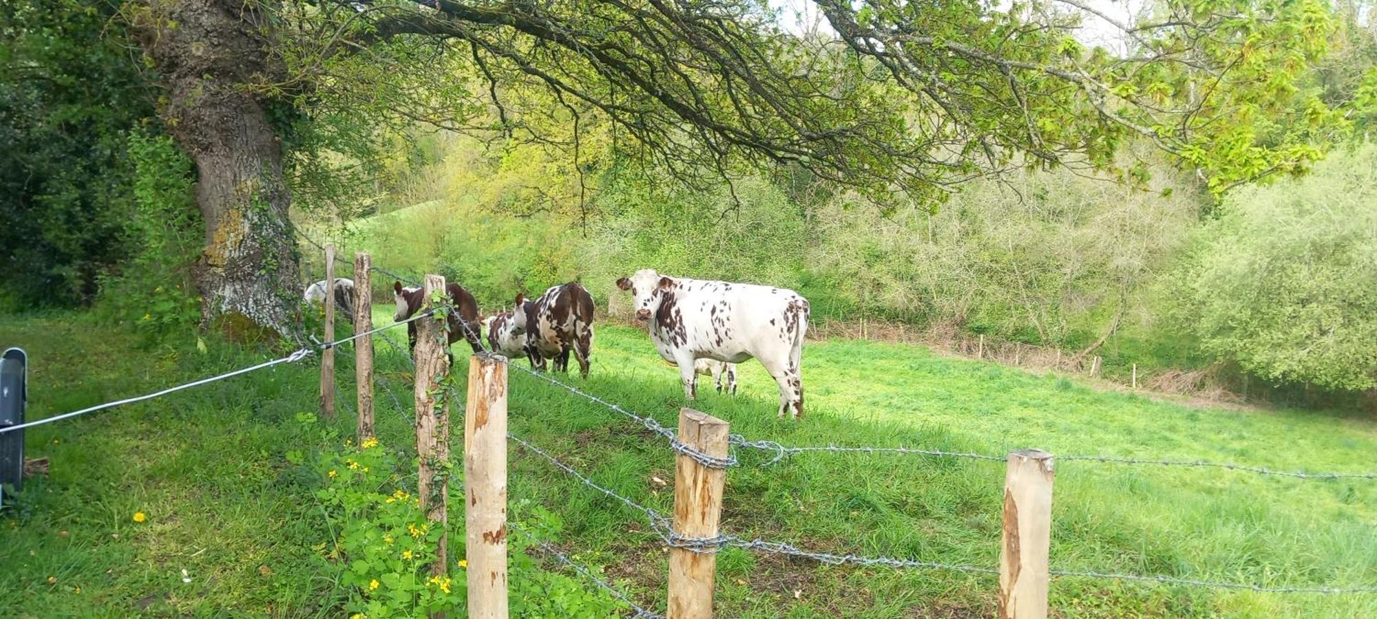Gite De Fourneaux Pont-d'Ouilly Exteriör bild